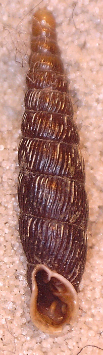 Clausilia dal Cansiglio